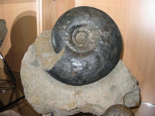 sammlung_schuster_kinding_25__Small_.jpg sammlung_schuster_kinding_25__Small_.jpg