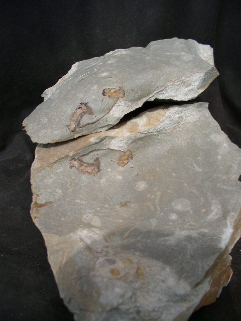 div_004.jpg div_004.jpg