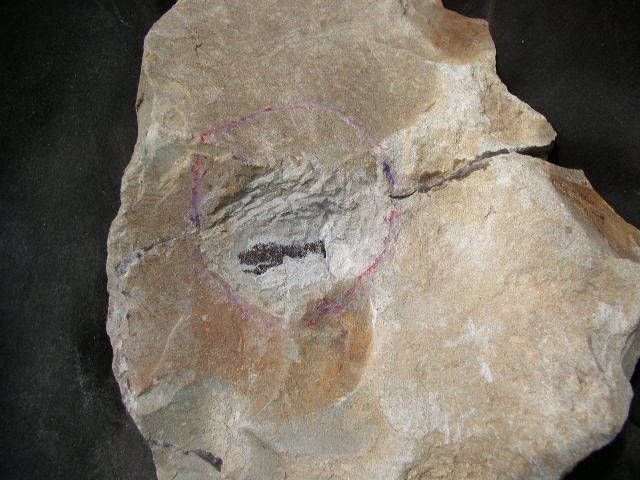 div_006.jpg div 008