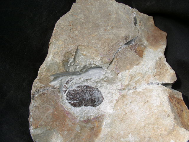 div_010.jpg div 010