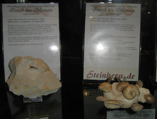 monatsfossilien2_1_.jpg monatsfossilien2_1_.jpg