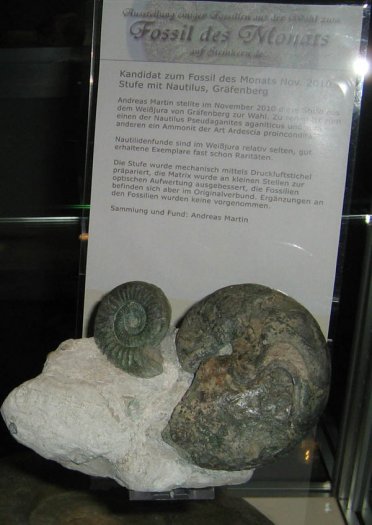 monatsfossilien4_kandidat_1_.jpg monatsfossilien4_kandidat_1_.jpg