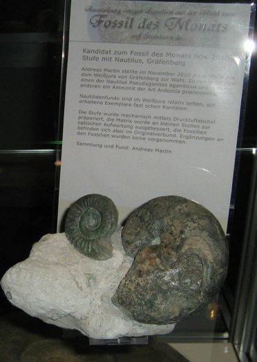 monatsfossilien4_kandidat_1_.jpg