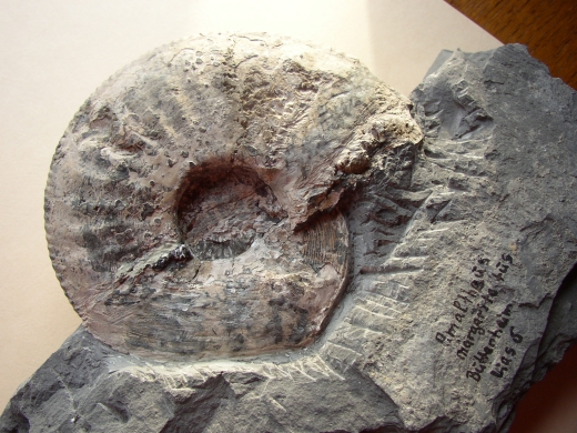 Amaltheus_margaritatus.jpeg Amaltheus_margaritatus.jpeg