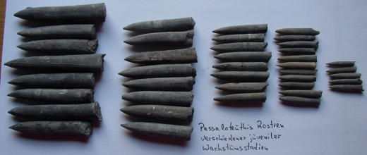 Passaloteuthis_Wachstumsstadien.jpeg Passaloteuthis_Wachstumsstadien.jpeg
