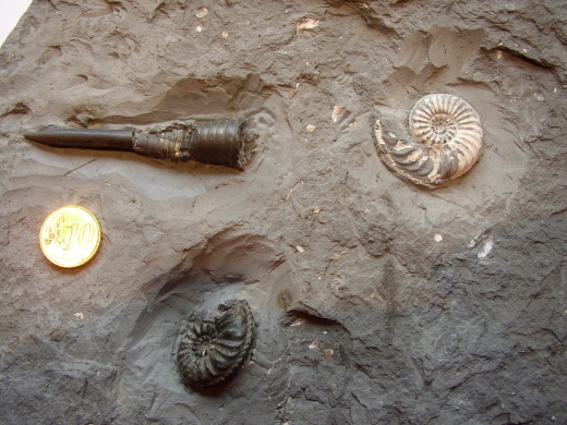 Passaloteuthis_bisulcata_juvenil_mit_Phragmocon_Buttenheim.jpeg Passaloteuthis_bisulcata_juvenil_mit_Phragmocon_Buttenheim.jpeg