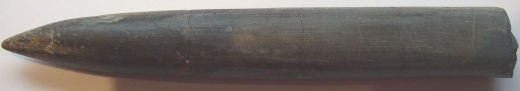 Passaloteuthis_laevigata__135mm.jpeg Passaloteuthis_laevigata__135mm.jpeg