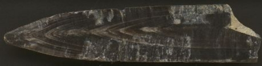 Rostrenschnitte_dorsoventral.jpeg Rostrenschnitte_dorsoventral.jpeg