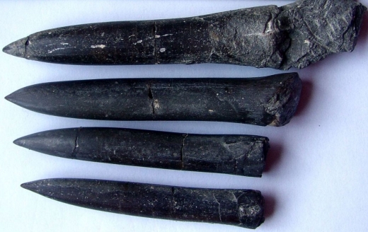 cf._Pseudohastites_longiformis__60___80_mm.jpeg cf._Pseudohastites_longiformis__60___80_mm.jpeg