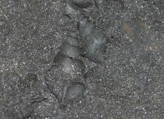 IMG_7928i_net_fossilienfalle1nahaufnahme.jpg IMG_7928i_net_fossilienfalle1nahaufnahme.jpg