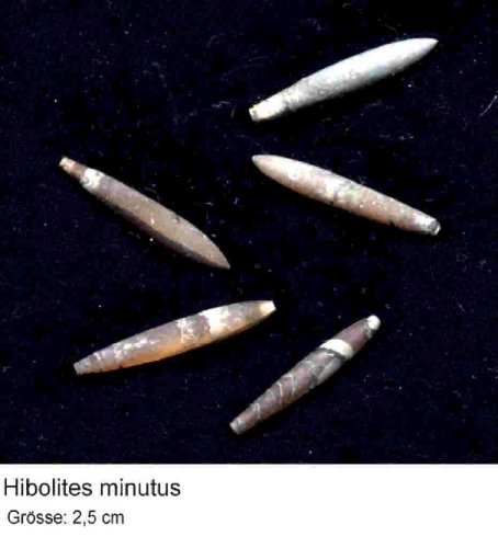 Hibolites123.jpg Hibolites123.jpg