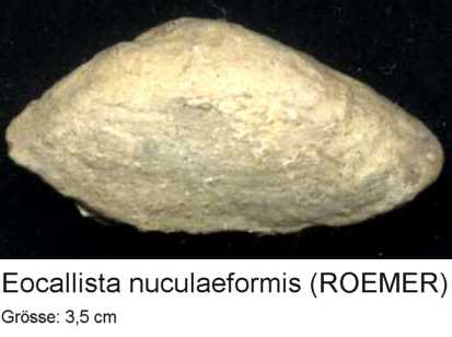 Muschel3_5cm.jpg Muschel3_5cm.jpg