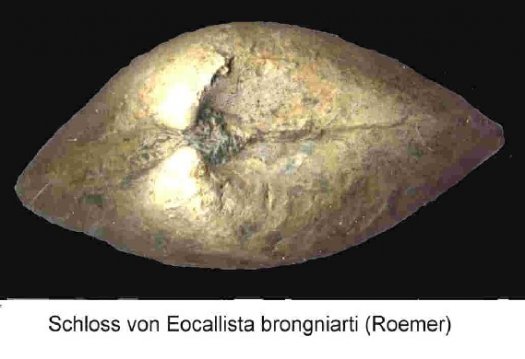Muschelschloss.jpg Muschelschloss.jpg
