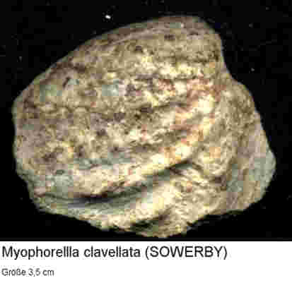 Myophorella3_5cm.jpg