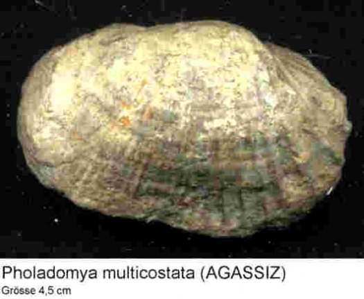 Pholadomya4_5cm.jpg