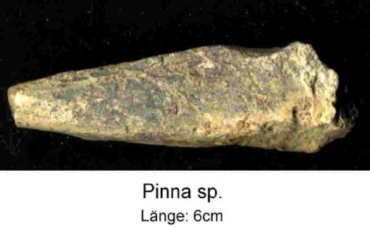 Pinna6cm.jpg Pinna6cm.jpg