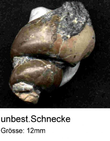 Schnecke.jpg Schnecke.jpg