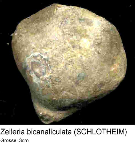 Zeileria3cm.jpg Zeileria3cm.jpg