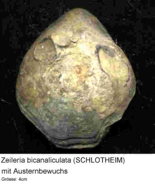Zeileria4cm.jpg Zeileria4cm.jpg