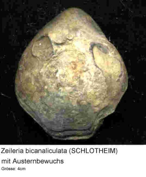 Zeileria4cm.jpg