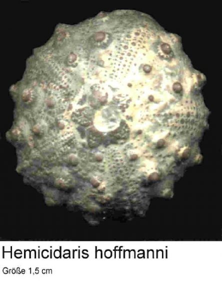hemicidarishoffmanni1_5cm.jpg hemicidarishoffmanni1_5cm.jpg