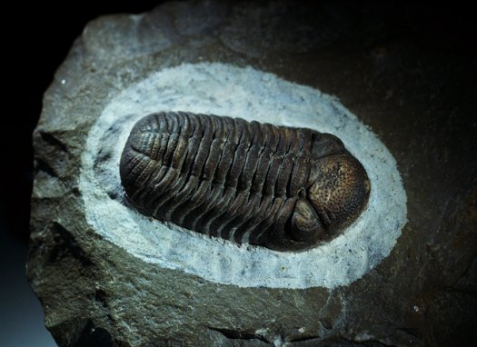 Phacops_Oberems_Marokko_1.jpg Phacops_Oberems_Marokko_1.jpg