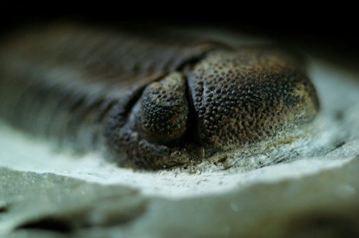 Phacops_Oberems_Marokko_2.jpg Phacops_Oberems_Marokko_2.jpg