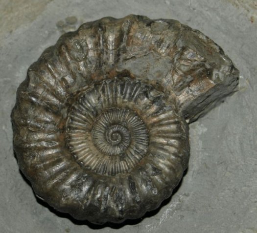 A.__Oistoceras__figulinum.jpg