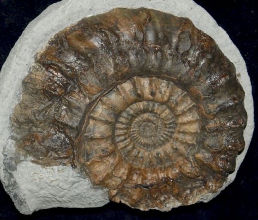 A.__Oistoceras_figulinum_2.jpg A.__Oistoceras_figulinum_2.jpg