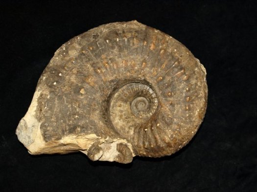 Liparoceras_sp._F.G..jpg Liparoceras_sp._F.G..jpg