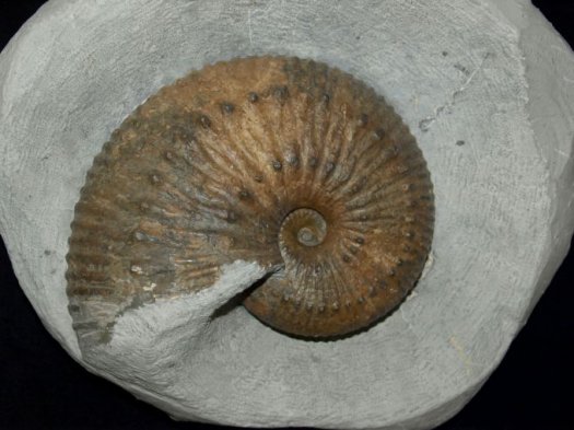 Liparoceras_sp._F.G._1.jpg Liparoceras_sp._F.G._1.jpg