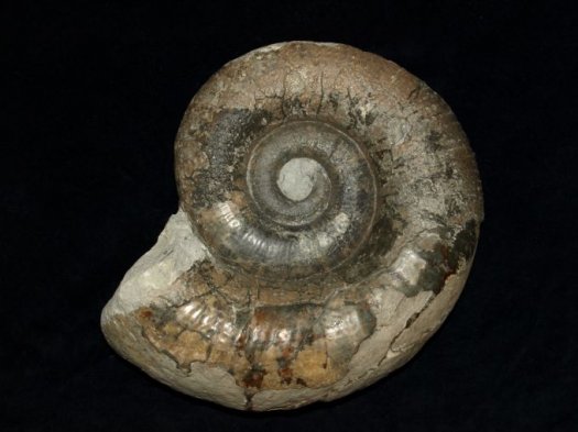Lytoceras_F.G..jpg Lytoceras_F.G..jpg