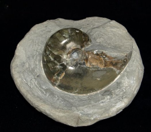 Nautilus_F.G..jpg Nautilus_F.G..jpg
