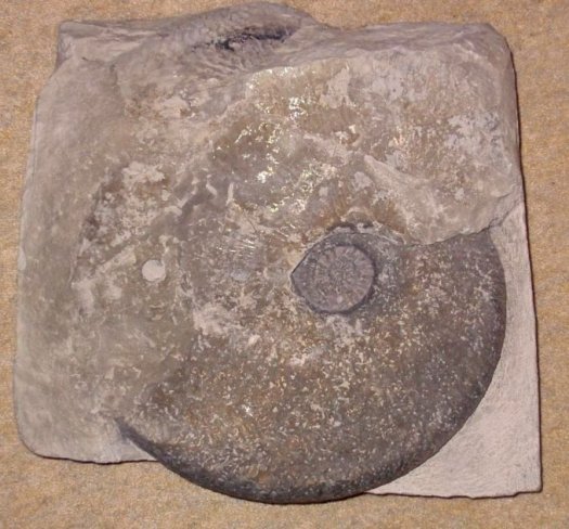 Phricodoceras1.jpg Phricodoceras1.jpg