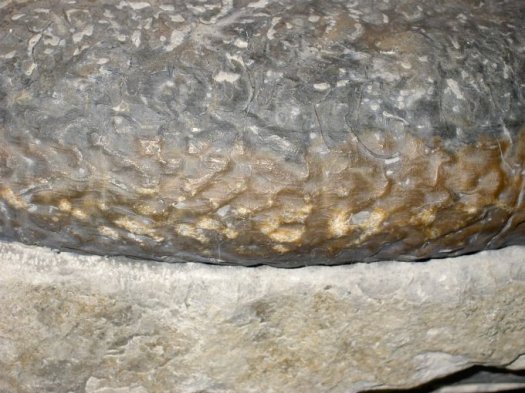 Phricodoceras2.jpg Phricodoceras2.jpg