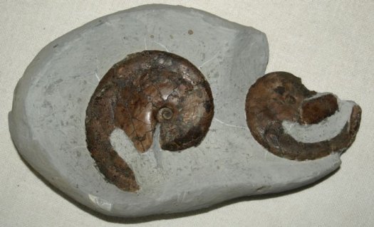 Tragophylloceras_sp..jpg Tragophylloceras_sp..jpg