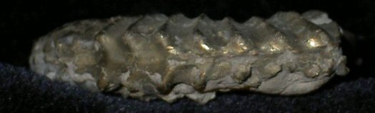 Uptonia3.jpg Uptonia3.jpg