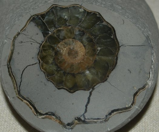 polierter_Oistoceras_sp..jpg polierter_Oistoceras_sp..jpg