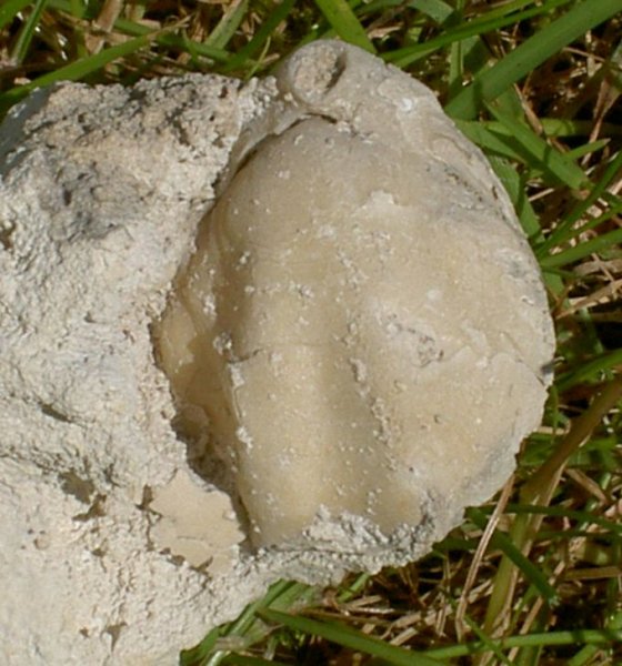 Brachiopode1.jpg Brachiopode1.jpg