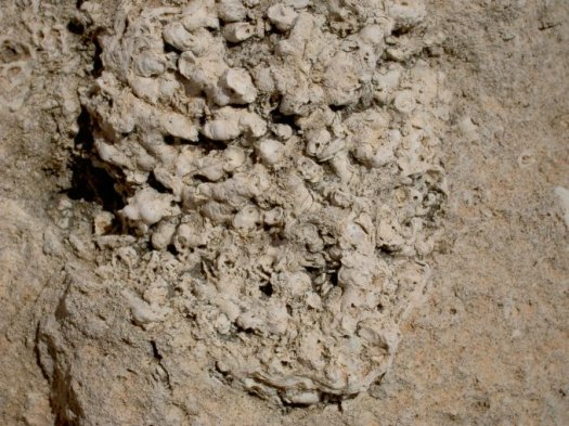 Bryozoenminiriff.jpg Bryozoenminiriff.jpg