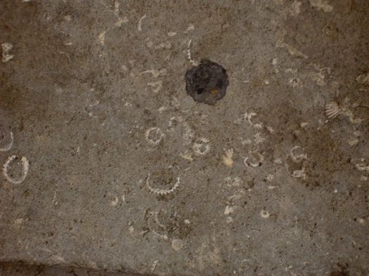 Muscheln_Treppe_Ciutadella.jpg Muscheln_Treppe_Ciutadella.jpg
