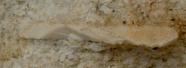 Schalenrest_Echinodermata__ca_5_cm.jpg Schalenrest_Echinodermata__ca_5_cm.jpg