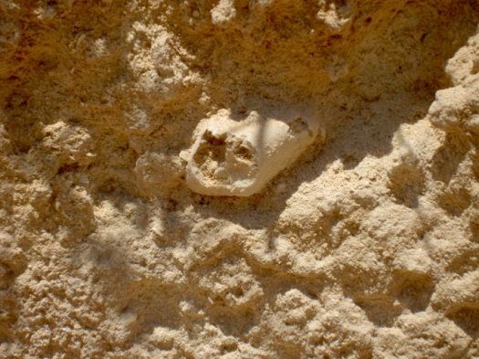 Schalenrest_Stbr._Ciutadella.jpg Schalenrest_Stbr._Ciutadella.jpg