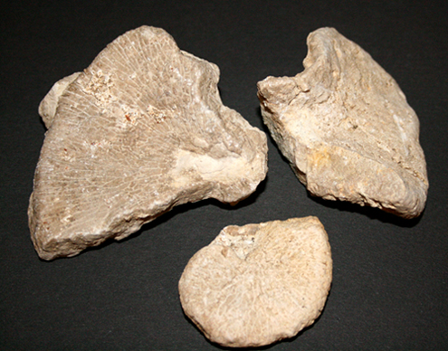 Cnemidiastrum_rimulosum_kl_1.jpg Cnemidiastrum_rimulosum_kl_1.jpg