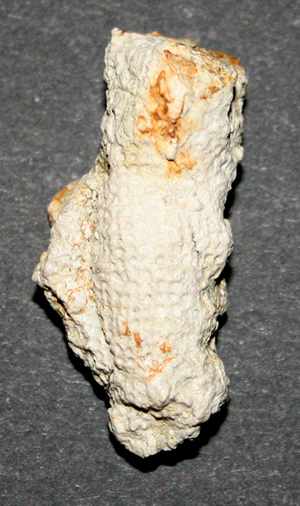 Craticularia_cylindritexta_kl_1.jpg Craticularia_cylindritexta_kl_1.jpg