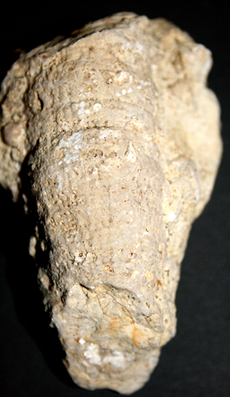 Craticularia_cylindritexta_kl_3.jpg Craticularia_cylindritexta_kl_3.jpg