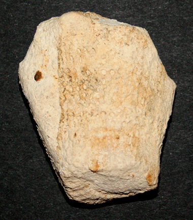 Craticularia_cylindritexta_kl_4.jpg Craticularia_cylindritexta_kl_4.jpg
