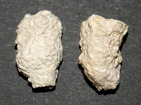 Cypellia_dolosa_kl_1.jpg Cypellia_dolosa_kl_1.jpg