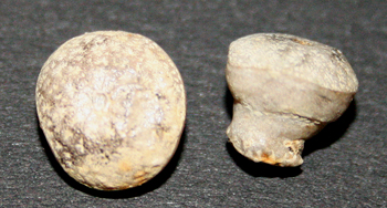 Epitheles_rotula_kl_1.jpg Epitheles_rotula_kl_1.jpg