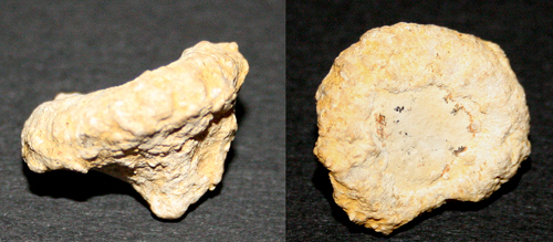 Hyalotragos_pezizoides_kl_1.jpg Hyalotragos_pezizoides_kl_1.jpg